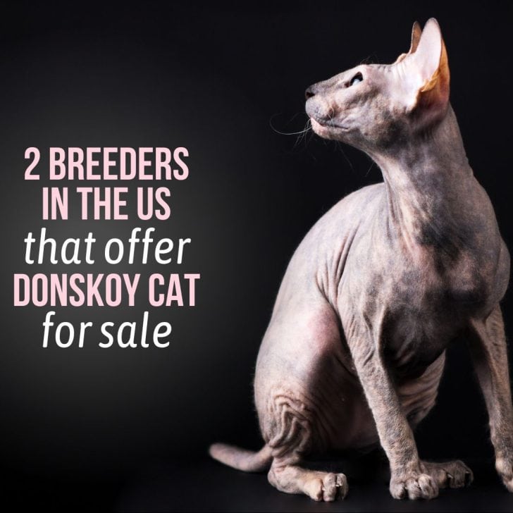 What Is A Newborn Kitten Survival Rate Without Mother?