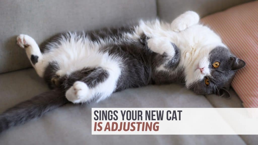 8 Signs Your New Cat Is Adjusting Well To Her Surroundings - Calming Nervous Cats In New Surroundings