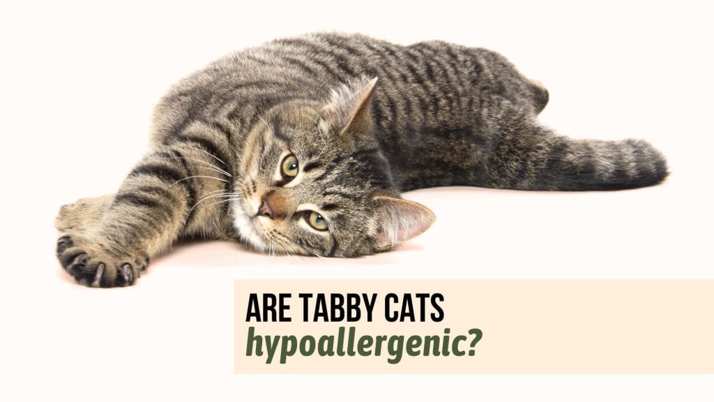 Are Tabby Cats Hypoallergenic Or Likely To Trigger Allergies?