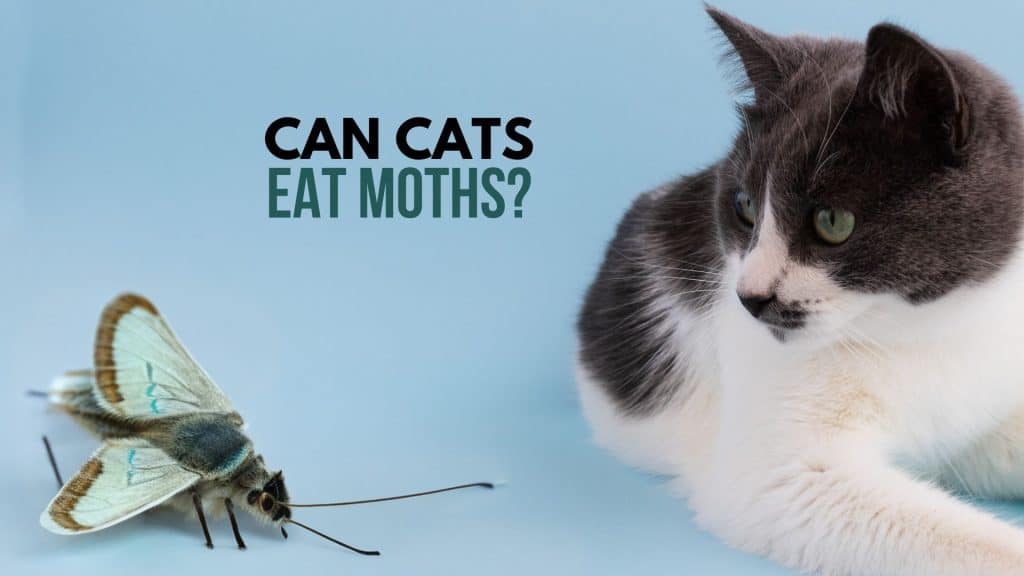 cat and a moth