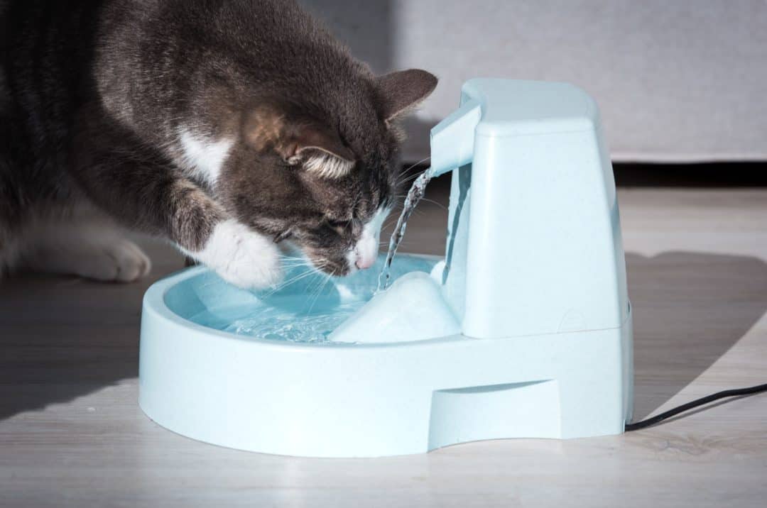 5 Reasons Why Is Your Cat Not Pooping But Acting Normal