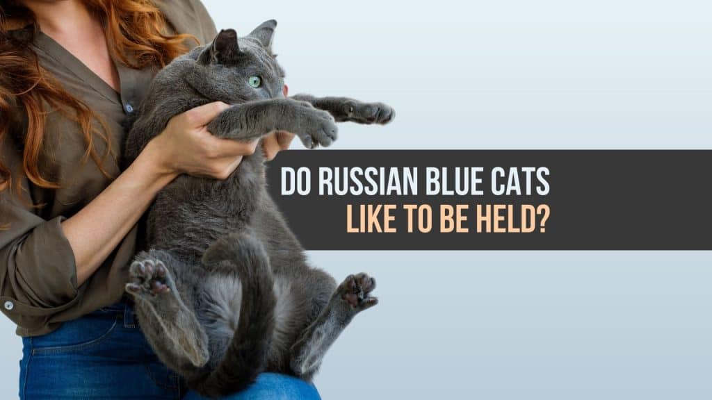 russian blue cat