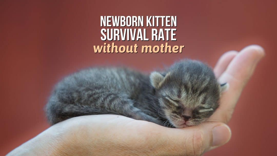 What Is A Newborn Kitten Survival Rate Without Mother?
