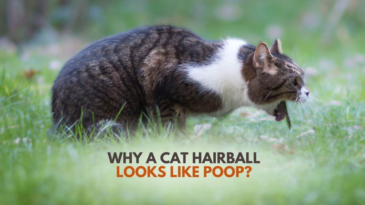 Why A Cat Hairball Looks Like Poop, And How To Help