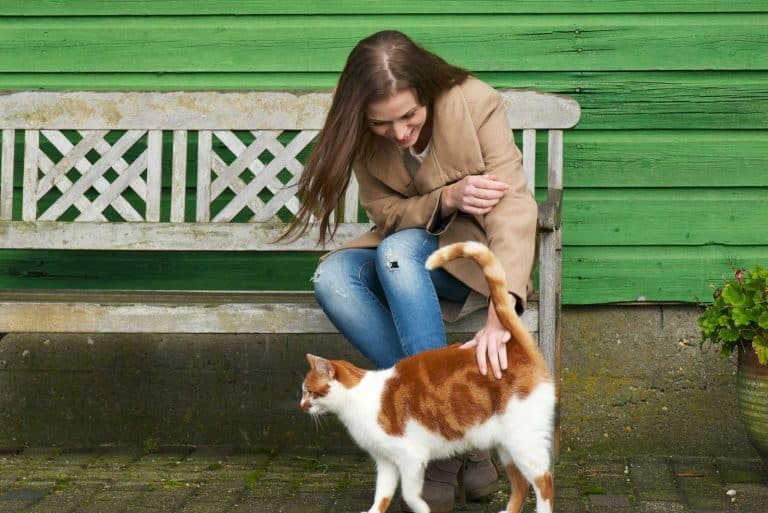 6 Explanations For Why Do Cats Walk In Front Of You