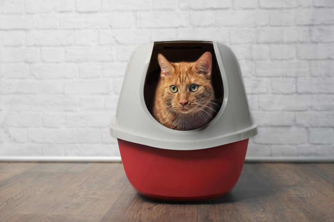 5 Reasons Why Is Your Cat Not Pooping But Acting Normal