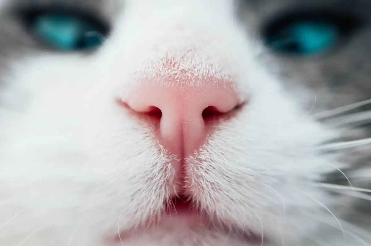 Cat Nose Coloring at sascountenanceblog Blog