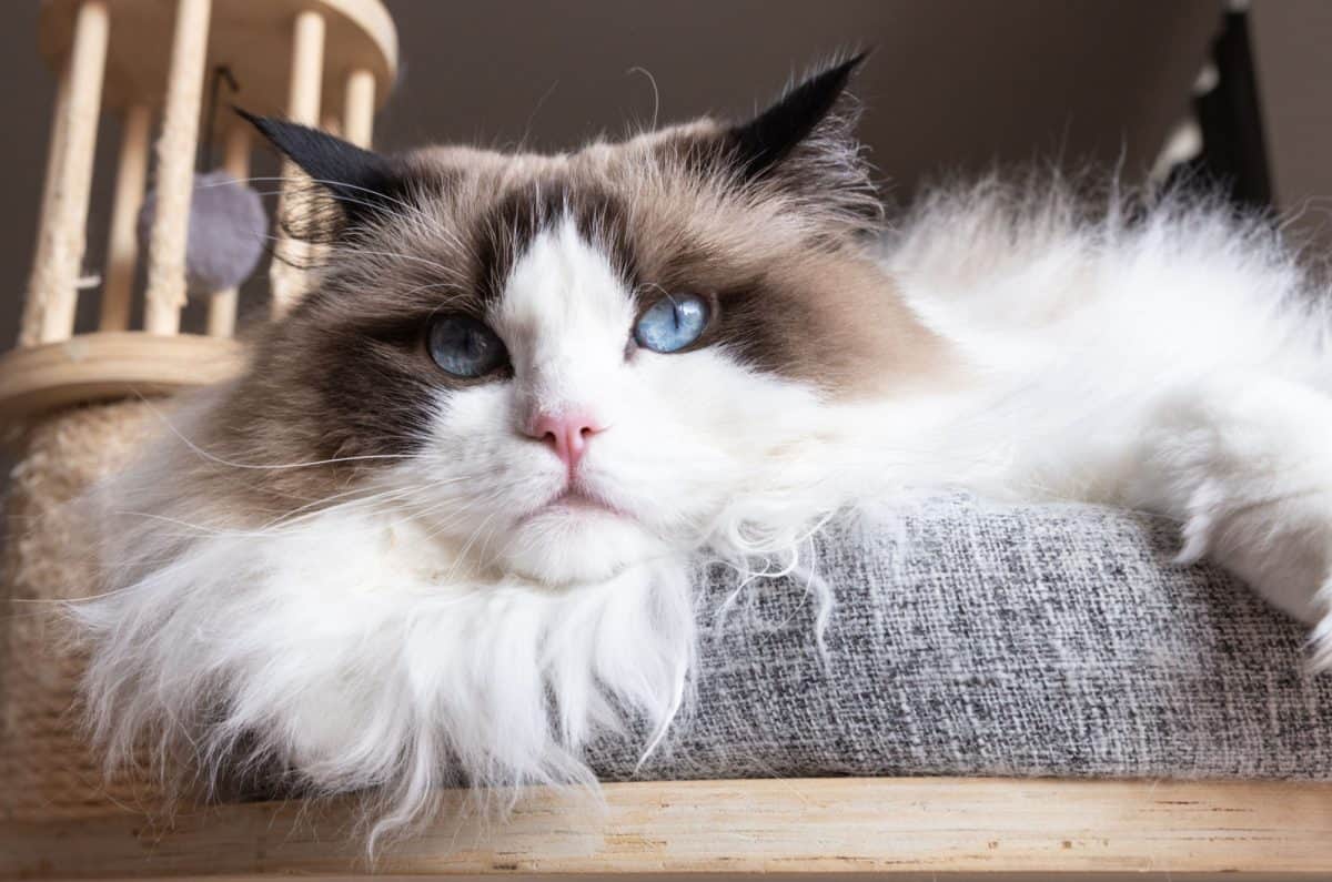 7 Bad Things About Ragdolls All Future Owners Should Know