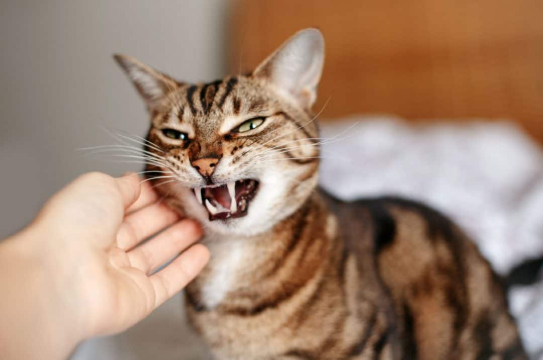 5 Reasons Why Is Your Cat Not Pooping But Acting Normal