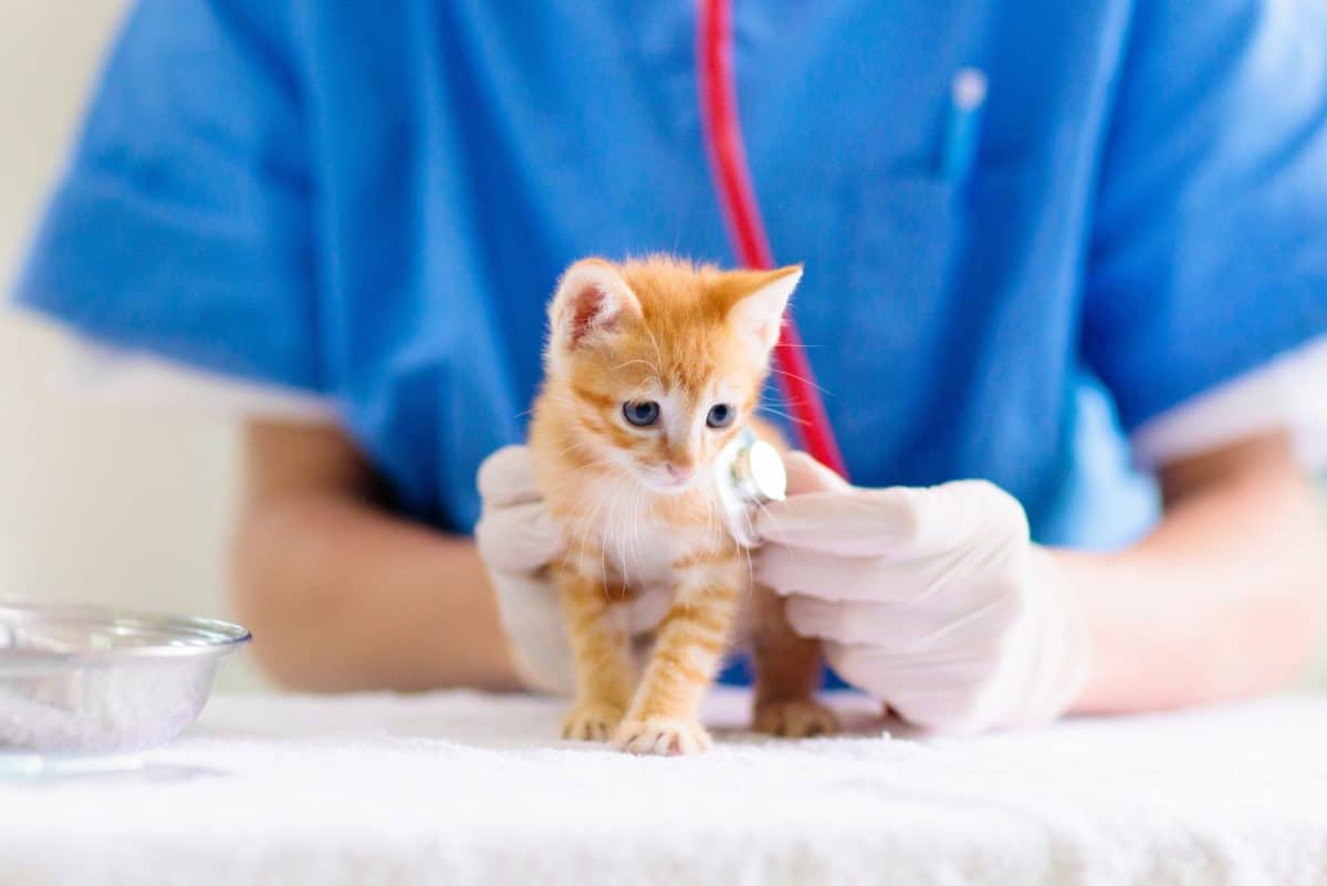 4 week old kitten hasn't pooped in 2 days