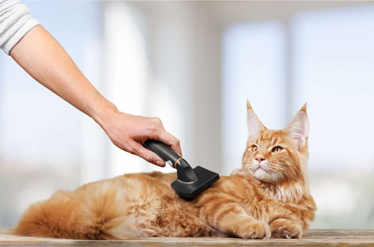 Why A Cat Hairball Looks Like Poop, And How To Help