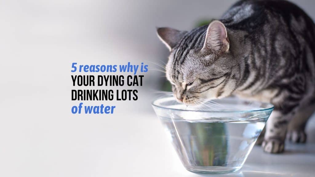 cat drinking water