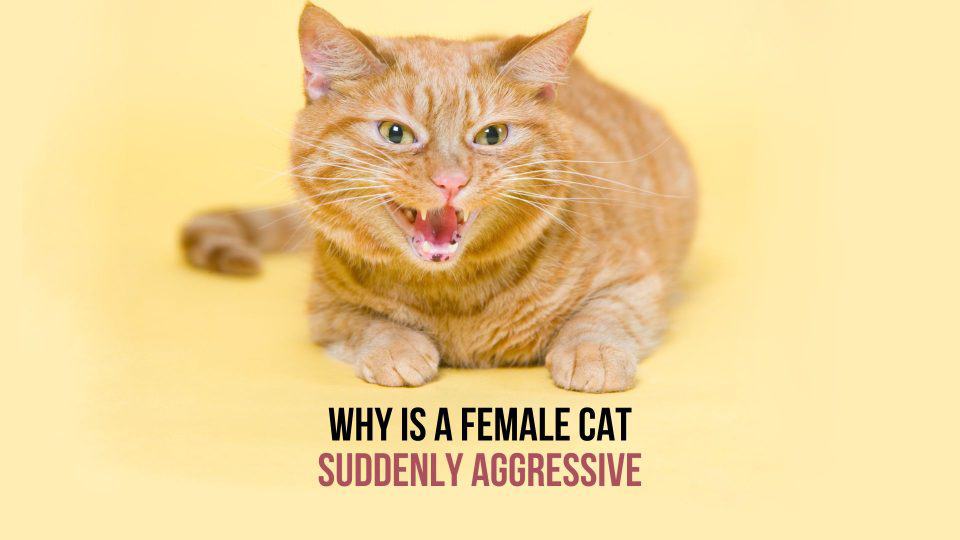 7-reasons-why-is-a-female-cat-suddenly-aggressive