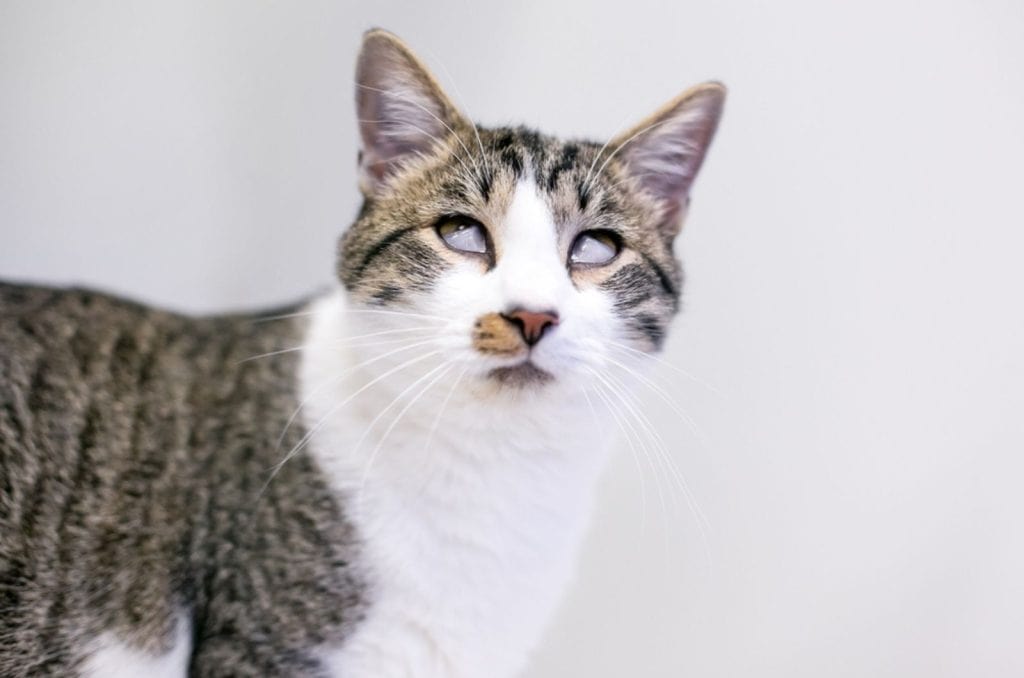 5 Reasons For Cat Third Eyelid Showing But No Other Symptoms