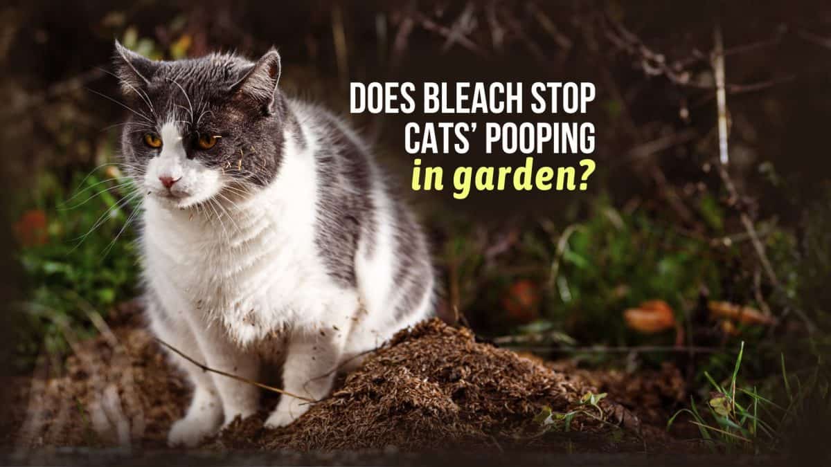 Does Bleach Stop Cats’ Pooping In Garden?