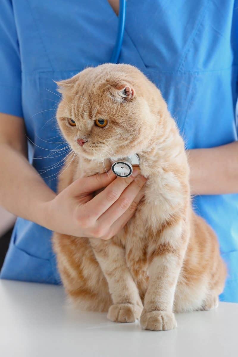 Picture of 9 Explanations Why Your Cat Can’t Meow, Just Squeaks