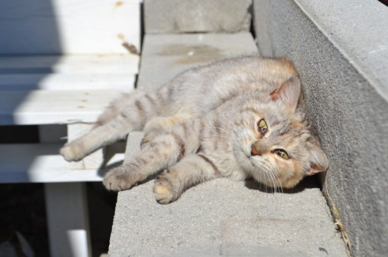 5 Reasons For Cat Third Eyelid Showing But No Other Symptoms