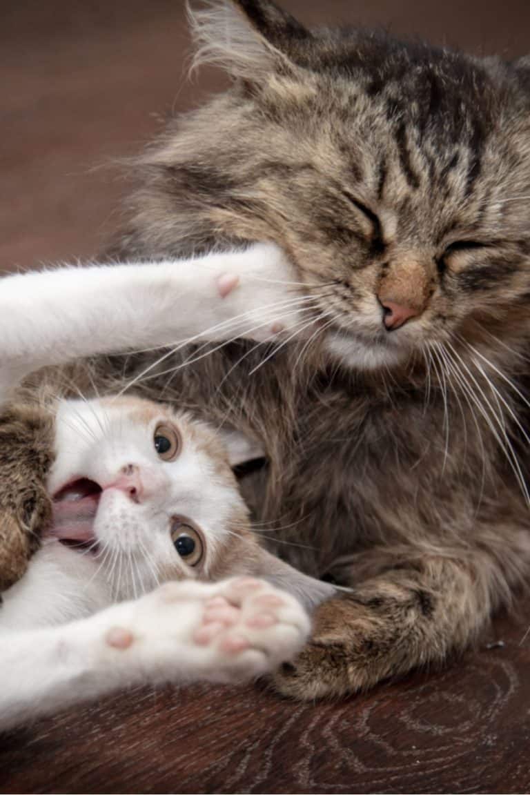 7 Reasons Why Do Mother Cats Attack Their Older Kittens