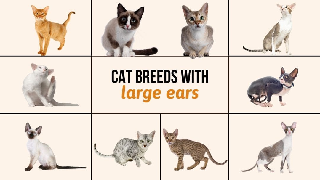 Breed Of Cat With Large Ears