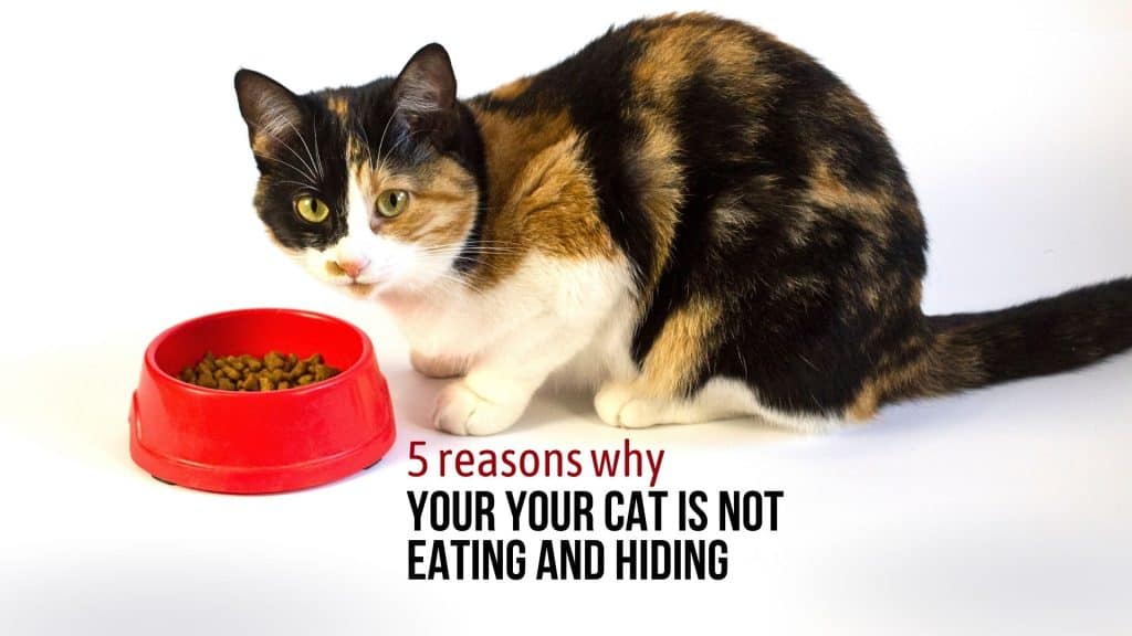 5 Reasons Why Your Your Cat Is Not Eating And Hiding