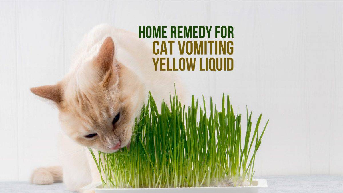 7 Home Remedies For Cat Vomiting Yellow Liquid