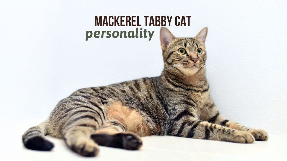 7 Interesting Facts About The Mackerel Tabby Cat Personality