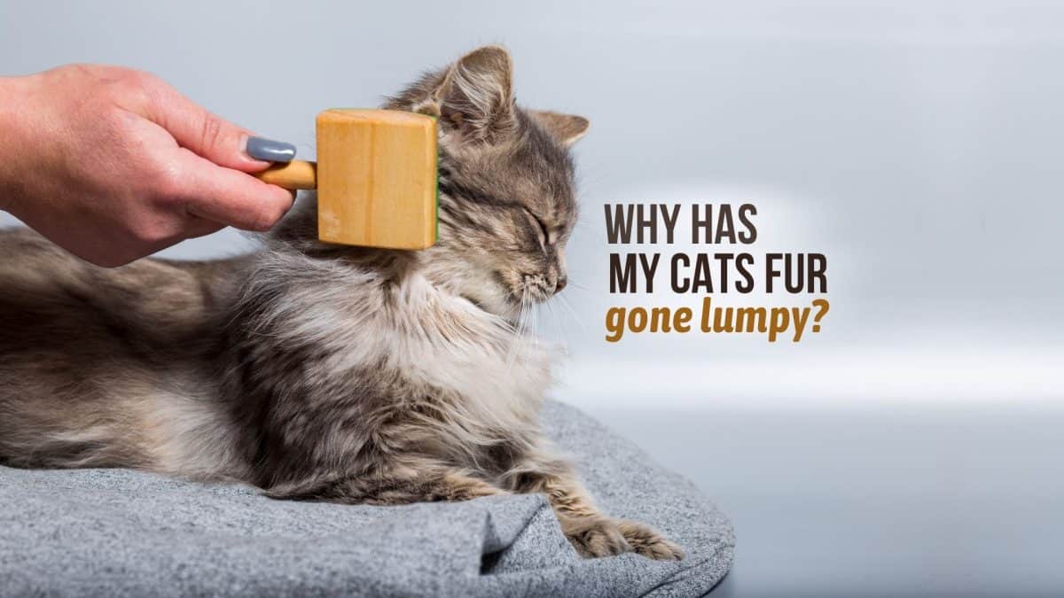 9 Reasons Why Has Your Cat’s Fur Gone Lumpy