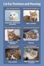 Cat Position Reference A Detailed Guide To The Cat Ear Positions Chart