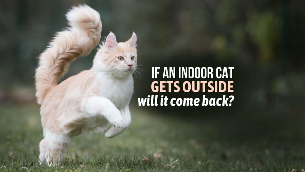 the house cat goes outside