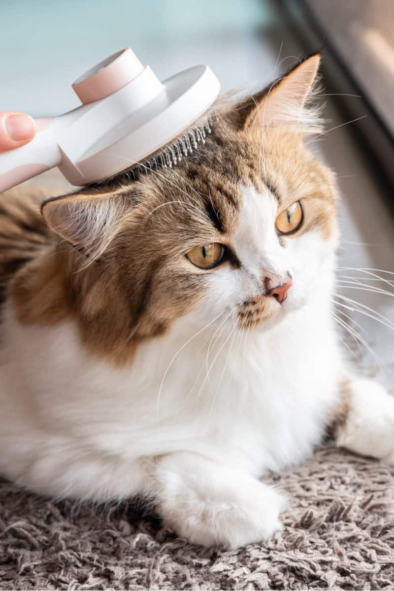9 Reasons Why Has Your Cat’s Fur Gone Lumpy