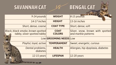Savannah Cat Vs Bengal Cat: Similarities And Differences