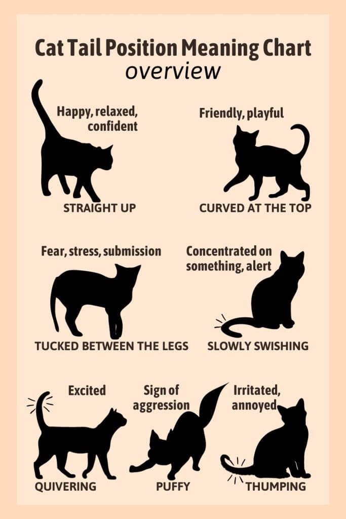 A Guide To The Cat Tail Position Meaning Chart