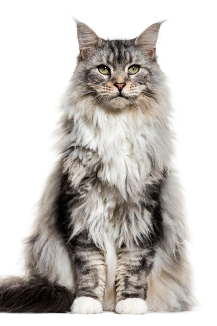 5 Reputable Maine Coon Breeders In Maryland
