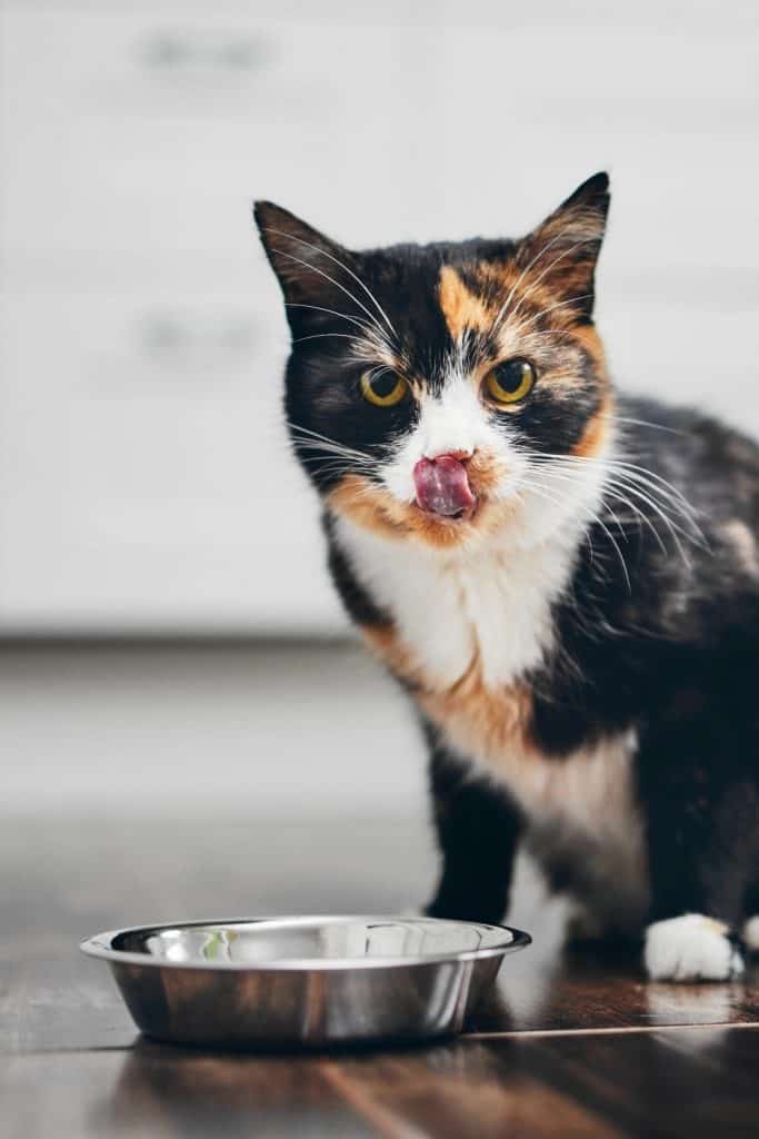 7 Reasons Why Does Your Cat Meow After Eating - Why Cats Meow When Seeking Warmth