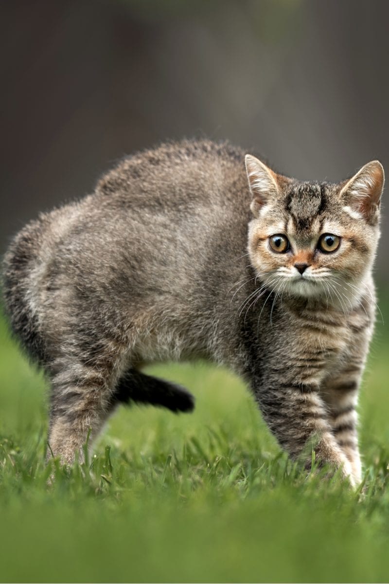 a-guide-to-the-cat-tail-position-meaning-chart