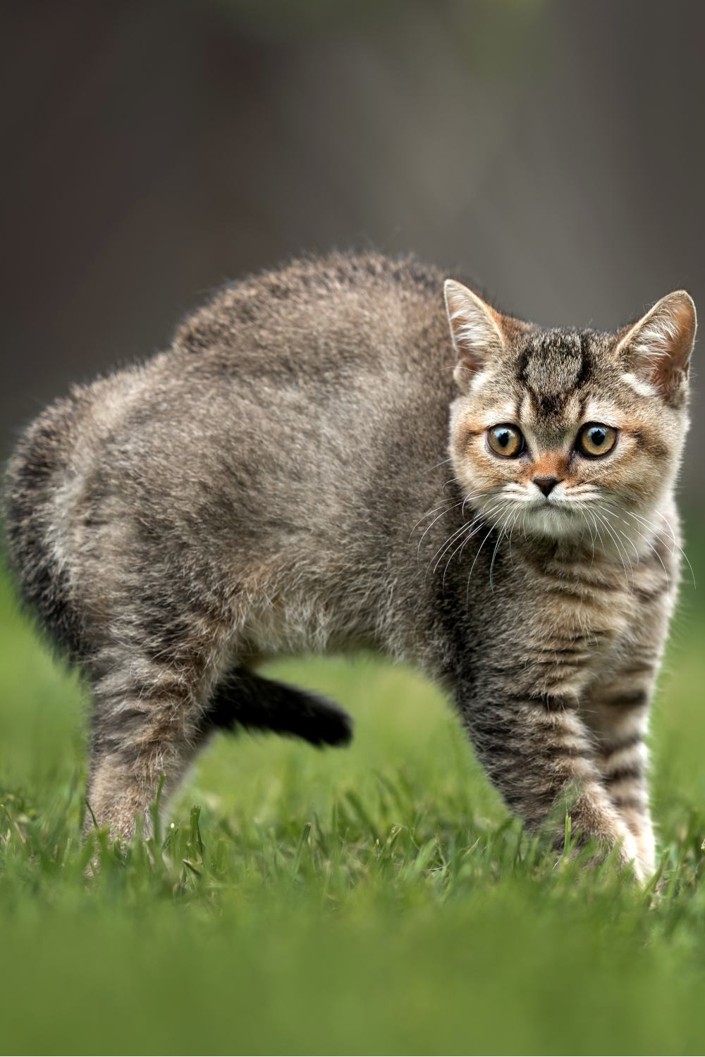 A Guide To The Cat Tail Position Meaning Chart A Guide To The Cat Tail Position Meaning Chart