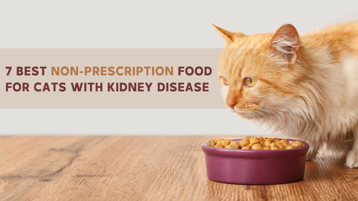 7 Best NonPrescription Food For Cats With Kidney Disease
