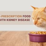 an orange cat sitting and eating non prescription food for kindey disease