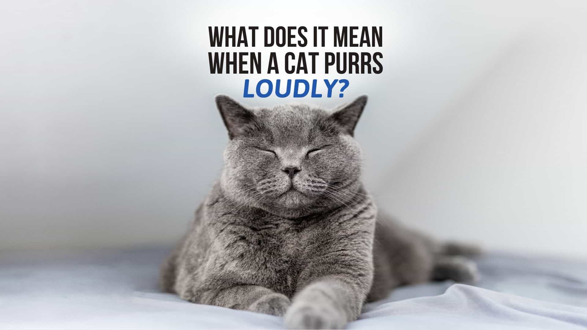 what-does-it-mean-when-a-cat-purrs-are-kittens-and-adults-different