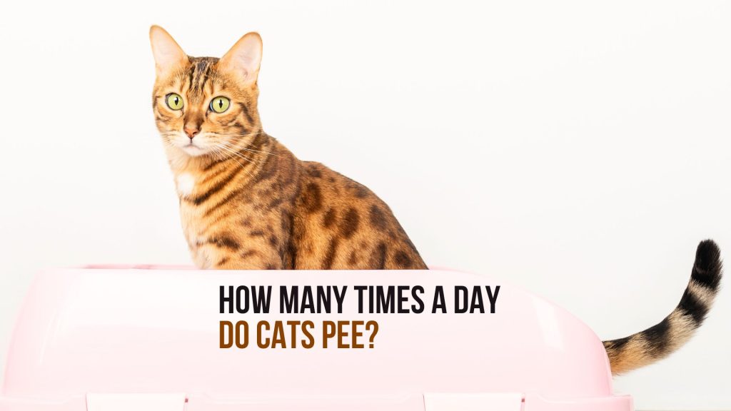 how many time do cats pee
