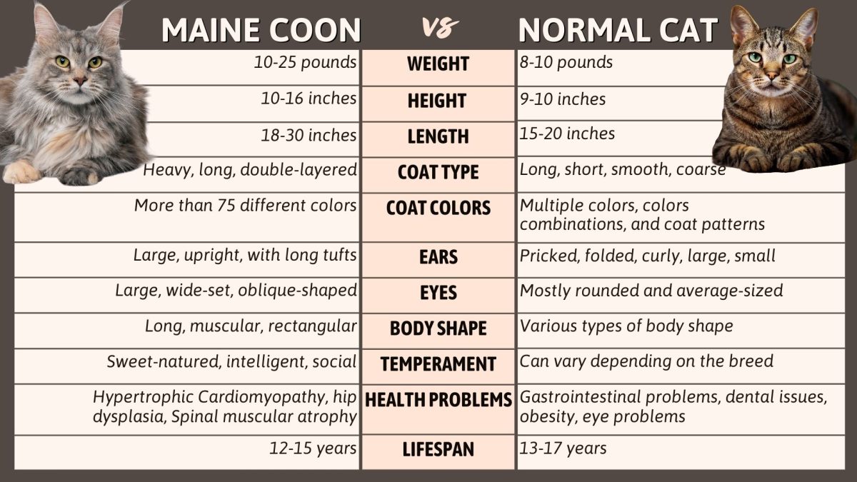 Maine coon vs normal cat how are they different 