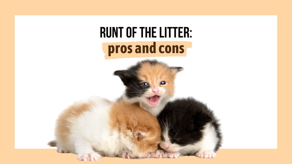 Runt Of The Litter Pros And Cons