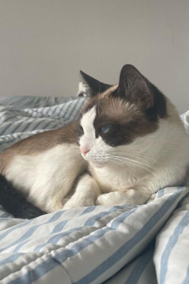 9 Beautiful Snowshoe Cat Colors And Coat Patterns