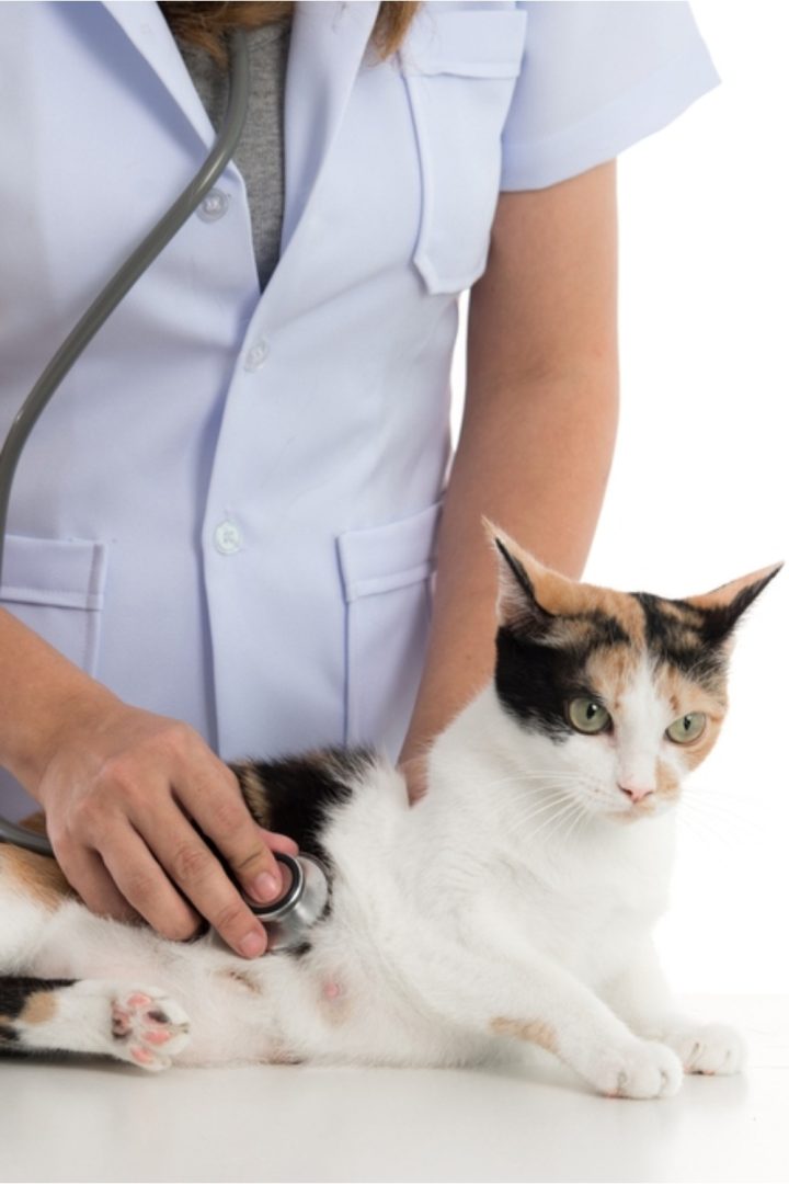 How Long Do Calico Cats Live, With 5 Important Factors