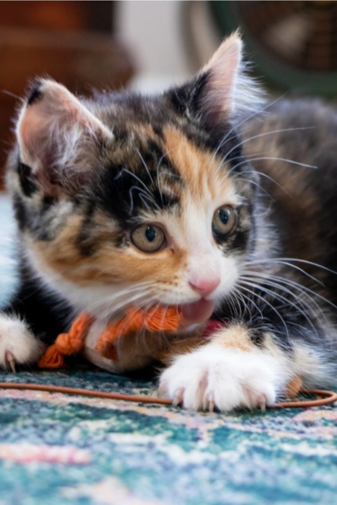 How Long Do Calico Cats Live, With 5 Important Factors