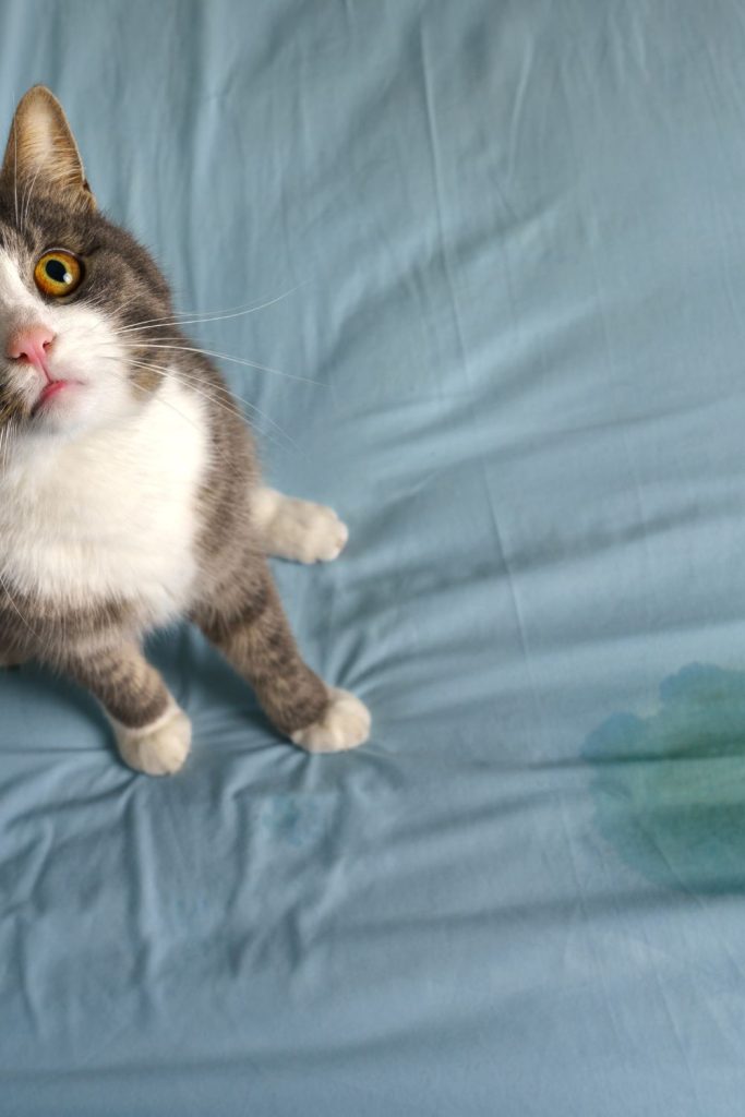 A closer look at Cat Straining During Urination Symptoms
