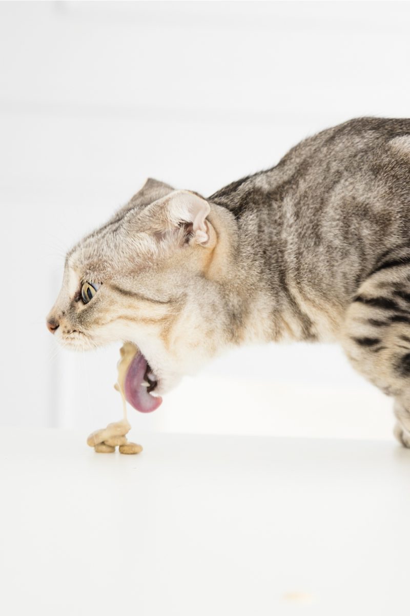 5 Reasons Why Is Your Cat Throwing Up Green Liquid