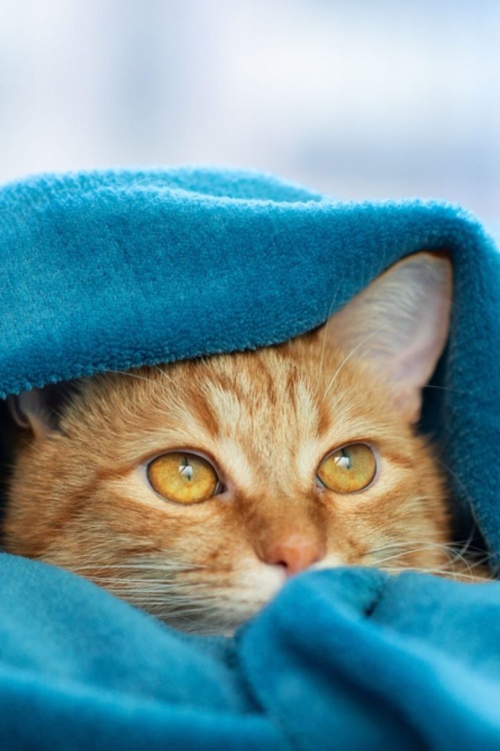 7 Reasons Why Your Cat’s Ears Are Cold And How To Help