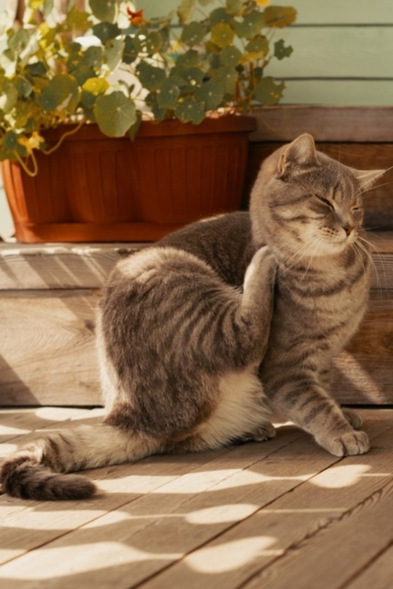 5 Reasons Why Does Your Cat Has One Black Whisker