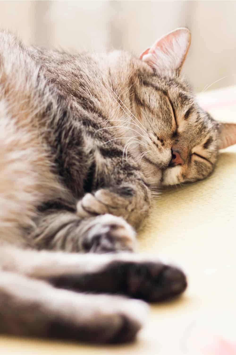 7 Reasons Why Is Your Cat Sleeping More Than Usual